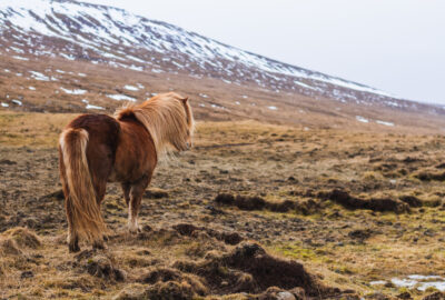 Horsepartner.dk: Dit online Islænder univers