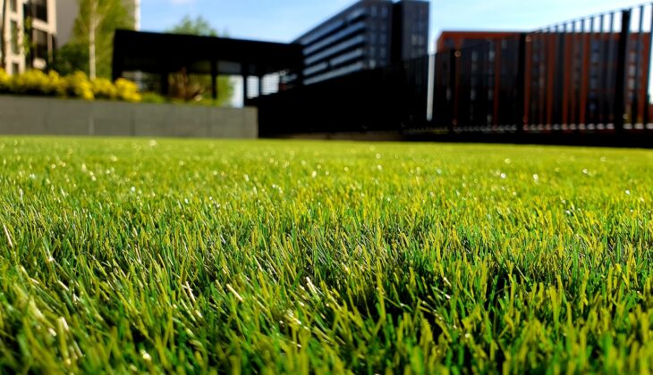 green grass field