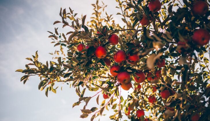 apple tree over sun light and clouds